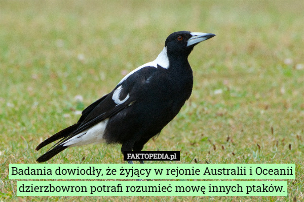 Badania dowiodły, że żyjący w rejonie Australii i Oceanii dzierzbowron potrafi rozumieć mowę innych ptaków. 
