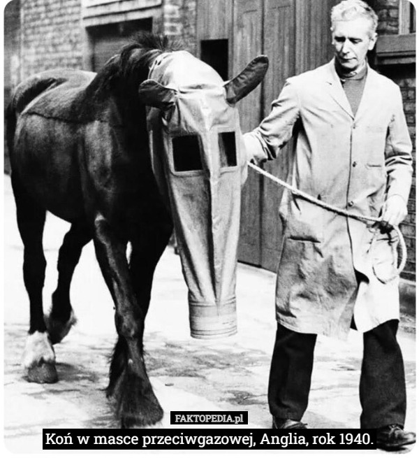 Koń w masce przeciwgazowej, Anglia, rok 1940. 