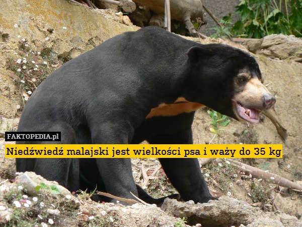 Niedźwiedź malajski jest wielkości psa i waży do 35 kg 