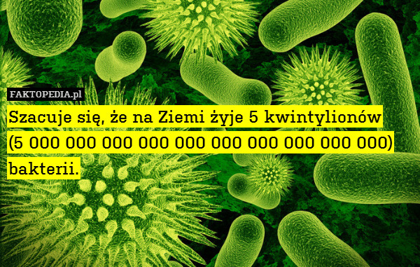 Szacuje się, że na Ziemi żyje 5 kwintylionów
(5 000 000 000 000 000 000 000 000 000 000)
bakterii. 