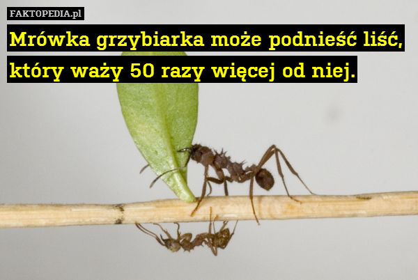 Mrówka grzybiarka może podnieść liść, który waży 50 razy więcej od niej. 