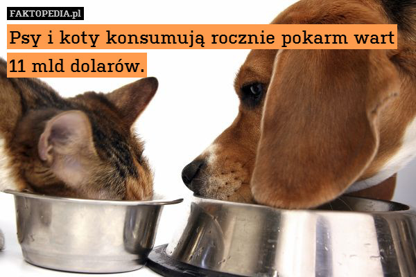 Psy i koty konsumują rocznie pokarm wart 11 mld dolarów. 