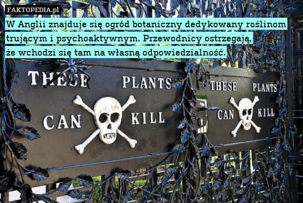 W Anglii znajduje się ogród botaniczny dedykowany roślinom trującym i psychoaktywnym. Przewodnicy ostrzegają,
że wchodzi się tam na własną odpowiedzialność. 