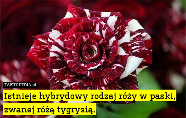 Istnieje hybrydowy rodzaj róży w paski, zwanej różą tygrysią. 