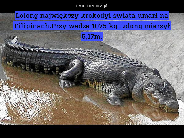 Lolong największy krokodyl świata umarł na Filipinach.Przy wadze 1075 kg Lolong mierzył 6,17m. 