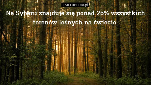 Na Syberii znajduje się ponad 25% wszystkich terenów leśnych na świecie. 