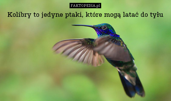 Kolibry to jedyne ptaki, które mogą latać do tyłu 