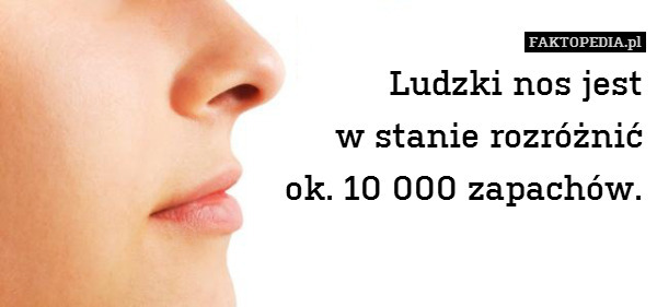 Ludzki nos jest
w stanie rozróżnić
ok. 10 000 zapachów. 