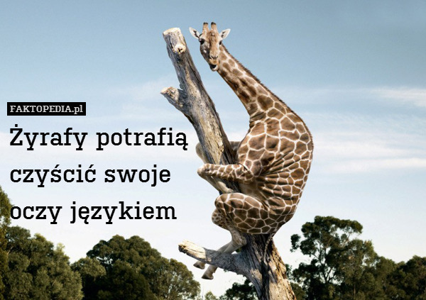 Żyrafy potrafią
czyścić swoje
oczy językiem 