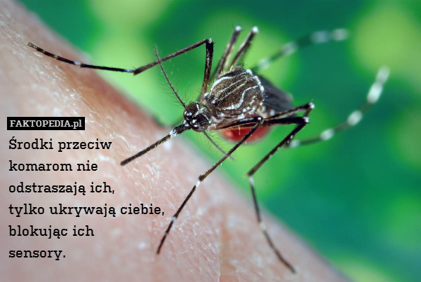 Środki przeciw
komarom nie
odstraszają ich,
tylko ukrywają ciebie,
blokując ich
sensory. 