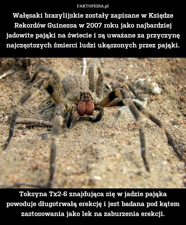 Wałęsaki brazylijskie zostały zapisane w Księdze Rekordów Guinessa w 2007 roku jako najbardziej jadowite pająki na świecie i są uważane za przyczynę najczęstszych śmierci ludzi ukąszonych przez pająki.














Toksyna Tx2-6 znajdująca się w jadzie pająka powoduje długotrwałą erekcję i jest badana pod kątem zastosowania jako lek na zaburzenia erekcji. 