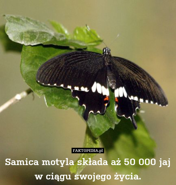 Samica motyla składa aż 50 000 jaj
w ciągu swojego życia. 