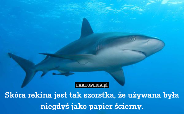 Skóra rekina jest tak szorstka, że używana była niegdyś jako papier ścierny. 