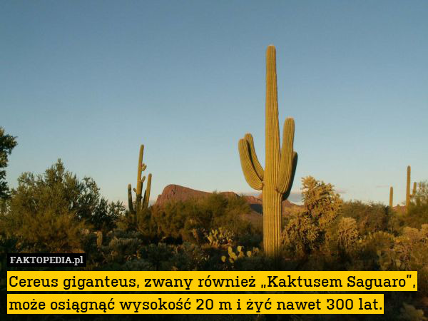 Cereus giganteus, zwany również „Kaktusem Saguaro”, może osiągnąć wysokość 20 m i żyć nawet 300 lat. 