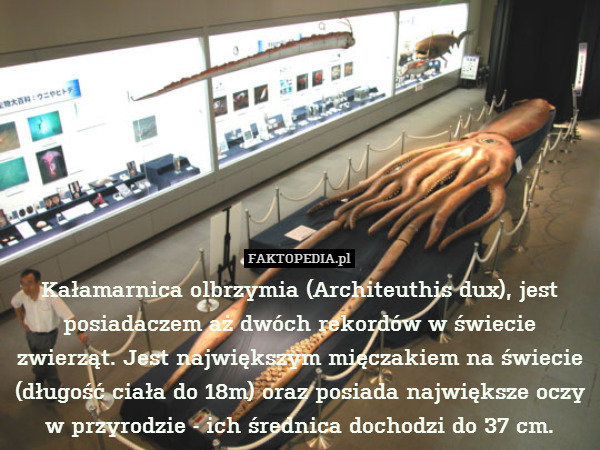 Kałamarnica olbrzymia (Architeuthis dux), jest posiadaczem aż dwóch rekordów w świecie zwierząt. Jest największym mięczakiem na świecie (długość ciała do 18m) oraz posiada największe oczy w przyrodzie - ich średnica dochodzi do 37 cm. 