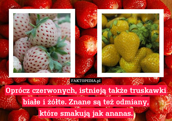 Oprócz czerwonych, istnieją także truskawki białe i żółte. Znane są też odmiany,
które smakują jak ananas. 