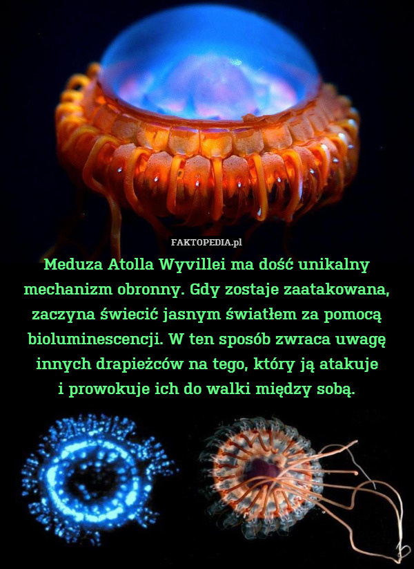 Meduza Atolla Wyvillei ma dość unikalny mechanizm obronny. Gdy zostaje zaatakowana, zaczyna świecić jasnym światłem za pomocą bioluminescencji. W ten sposób zwraca uwagę innych drapieżców na tego, który ją atakuje
i prowokuje ich do walki między sobą. 