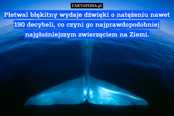 Płetwal błękitny wydaje dźwięki o natężeniu nawet 190 decybeli, co czyni go najprawdopodobniej najgłośniejszym zwierzęciem na Ziemi. 