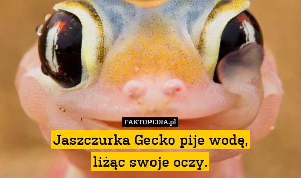 Jaszczurka Gecko pije wodę,
liżąc swoje oczy. 