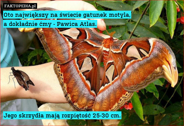 Oto największy na świecie gatunek motyla,
a dokładnie ćmy - Pawica Atlas.









Jego skrzydła mają rozpiętość 25-30 cm. 