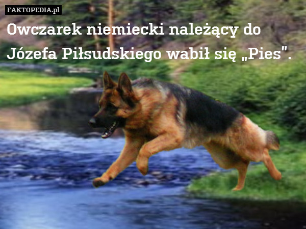 Owczarek niemiecki należący do
Józefa Piłsudskiego wabił się „Pies”. 