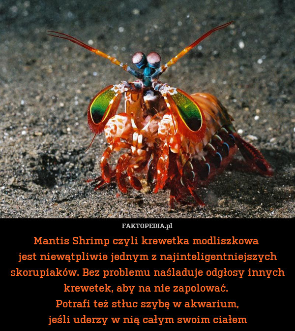 Mantis Shrimp czyli krewetka modliszkowa 
jest niewątpliwie jednym z najinteligentniejszych skorupiaków. Bez problemu naśladuje odgłosy innych krewetek, aby na nie zapolować. 
Potrafi też stłuc szybę w akwarium,
jeśli uderzy w nią całym swoim ciałem 