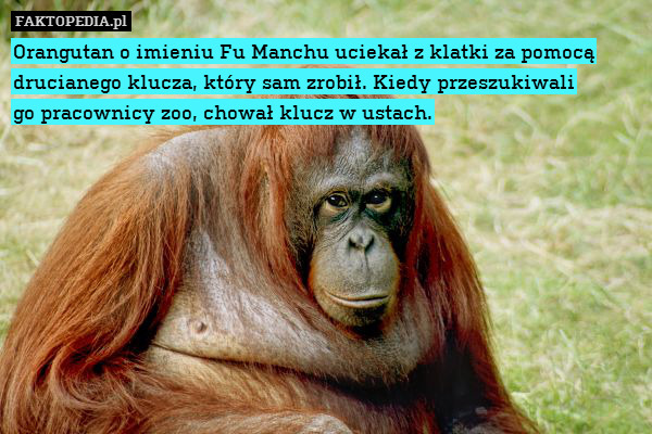 Orangutan o imieniu Fu Manchu uciekał z klatki za pomocą drucianego klucza, który sam zrobił. Kiedy przeszukiwali
go pracownicy zoo, chował klucz w ustach. 