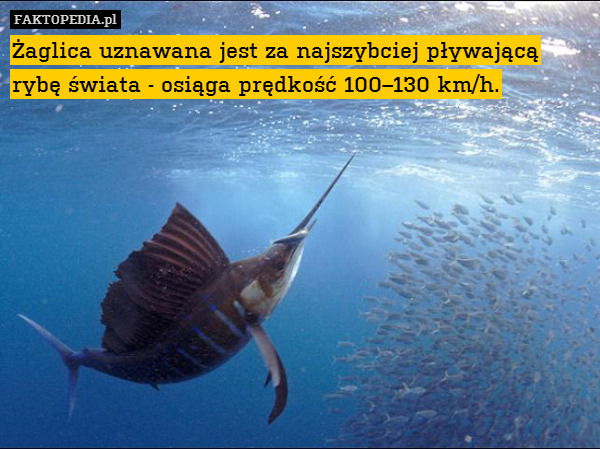 Żaglica uznawana jest za najszybciej pływającą rybę świata - osiąga prędkość 100–130 km/h. 