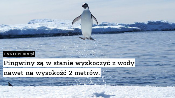 Pingwiny są w stanie wyskoczyć z wody
nawet na wysokość 2 metrów. 