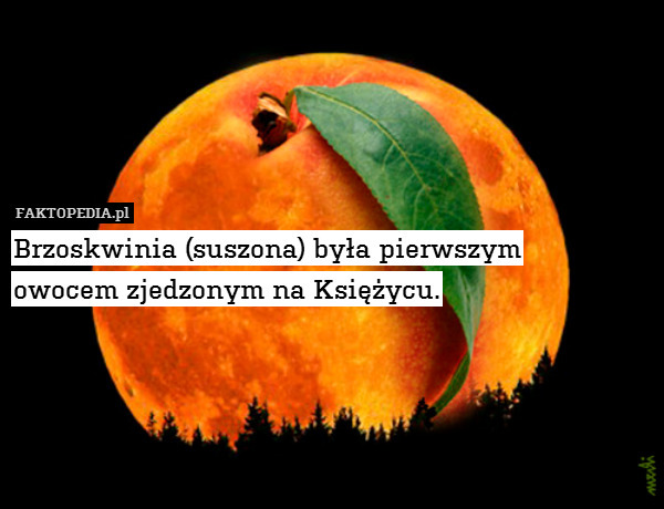 Brzoskwinia (suszona) była pierwszym
owocem zjedzonym na Księżycu. 