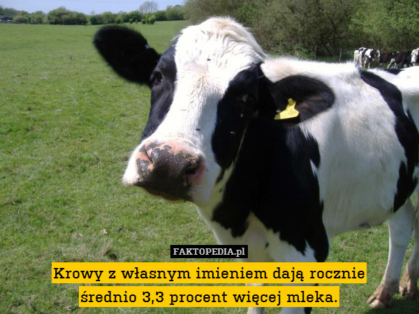 Krowy z własnym imieniem dają rocznie
średnio 3,3 procent więcej mleka. 