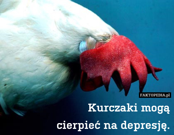 Kurczaki mogą
cierpieć na depresję. 
