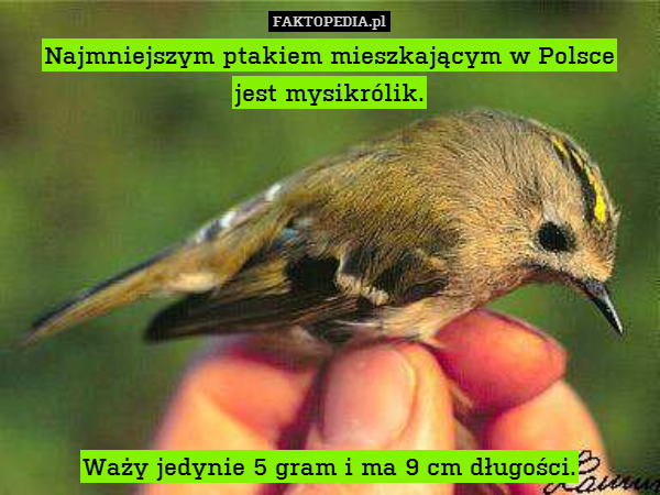 Najmniejszym ptakiem mieszkającym w Polsce
jest mysikrólik.









Waży jedynie 5 gram i ma 9 cm długości. 