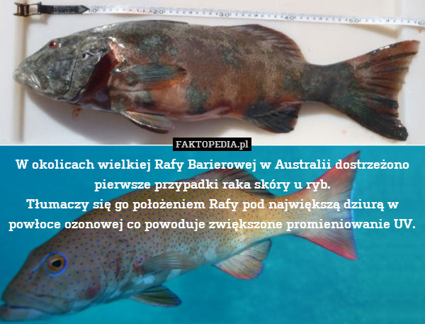 W okolicach wielkiej Rafy Barierowej w Australii dostrzeżono pierwsze przypadki raka skóry u ryb.
Tłumaczy się go położeniem Rafy pod największą dziurą w powłoce ozonowej co powoduje zwiększone promieniowanie UV. 