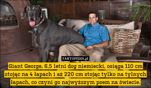 Giant George, 6,5 letni dog niemiecki, osiąga 110 cm stojąc na 4 łapach i aż 220 cm stojąc tylko na tylnych łapach, co czyni go najwyższym psem na świecie. 