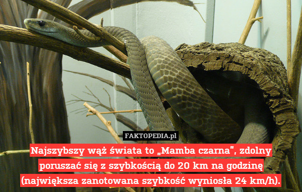 Najszybszy wąż świata to „Mamba czarna”, zdolny
poruszać się z szybkością do 20 km na godzinę
(największa zanotowana szybkość wyniosła 24 km/h). 
