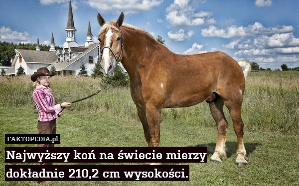 Najwyższy koń na świecie mierzy
dokładnie 210,2 cm wysokości. 