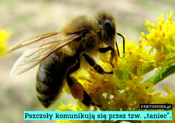 Pszczoły komunikują się przez tzw. „taniec”. 