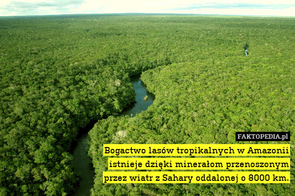 Bogactwo lasów tropikalnych w Amazonii
istnieje dzięki minerałom przenoszonym
przez wiatr z Sahary oddalonej o 8000 km. 