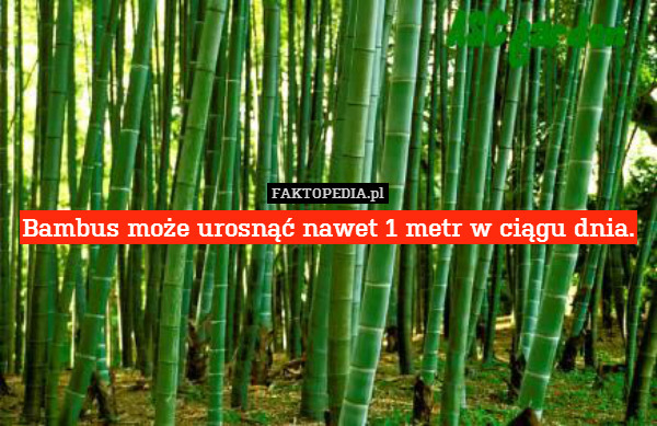 Bambus może urosnąć nawet 1 metr w ciągu dnia. 