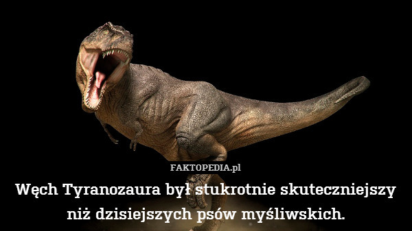 Węch Tyranozaura był stukrotnie skuteczniejszy niż dzisiejszych psów myśliwskich. 