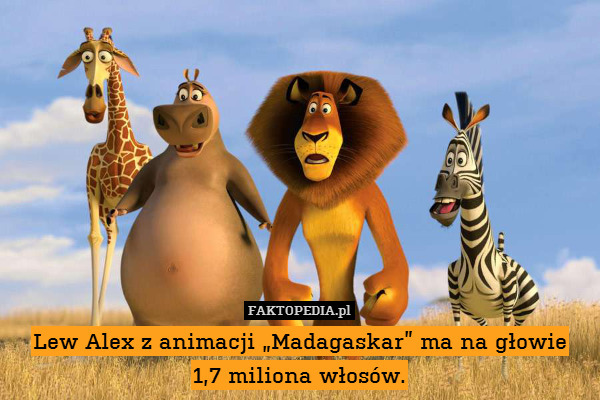 Lew Alex z animacji „Madagaskar” ma na głowie
1,7 miliona włosów. 