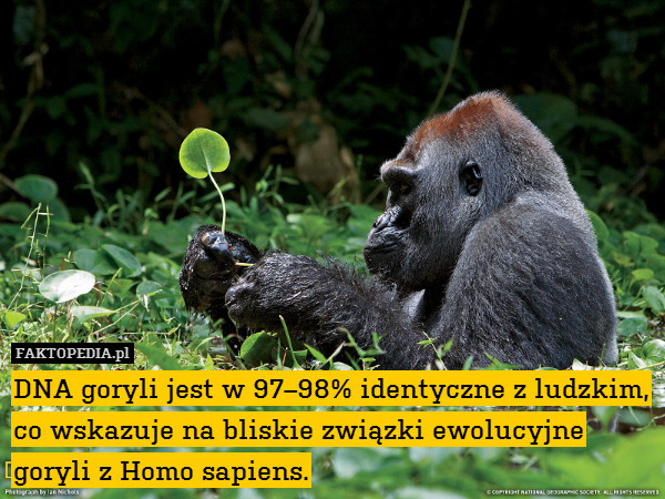DNA goryli jest w 97–98% identyczne z ludzkim,
co wskazuje na bliskie związki ewolucyjne
goryli z Homo sapiens. 