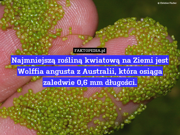 Najmniejszą rośliną kwiatową na Ziemi jest
Wolffia angusta z Australii, która osiąga
zaledwie 0,6 mm długości. 