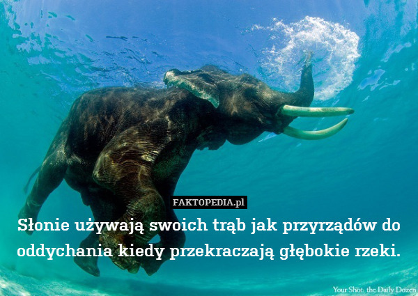 Słonie używają swoich trąb jak przyrządów do oddychania kiedy przekraczają głębokie rzeki. 