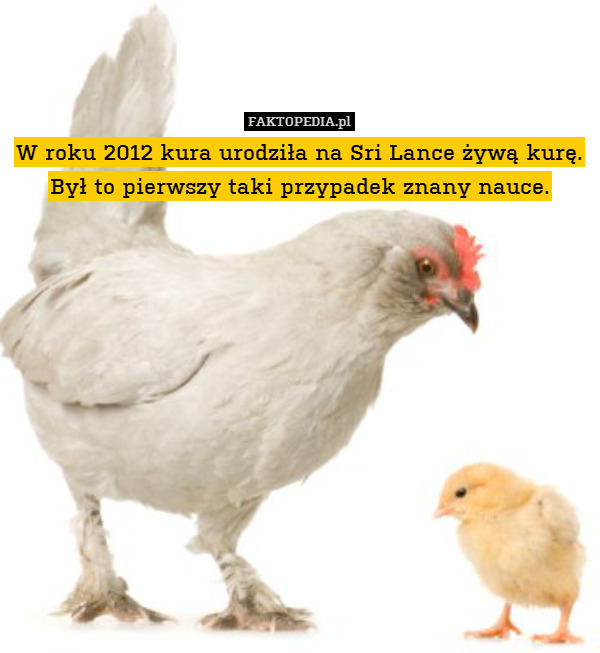 W roku 2012 kura urodziła na Sri Lance żywą kurę. Był to pierwszy taki przypadek znany nauce. 