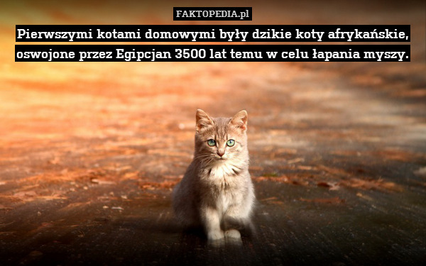 Pierwszymi kotami domowymi były dzikie koty afrykańskie, oswojone przez Egipcjan 3500 lat temu w celu łapania myszy. 