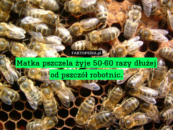 Matka pszczela żyje 50-60 razy dłużej
od pszczół robotnic. 