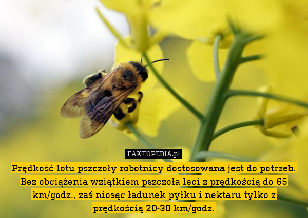 Prędkość lotu pszczoły robotnicy dostosowana jest do potrzeb. Bez obciążenia wziątkiem pszczoła leci z prędkością do 65 km/godz., zaś niosąc ładunek pyłku i nektaru tylko z prędkością 20-30 km/godz. 