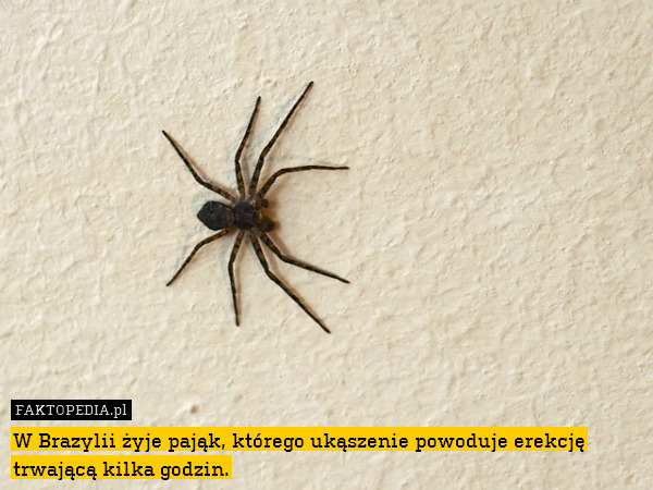 W Brazylii żyje pająk, którego ukąszenie powoduje erekcję trwającą kilka godzin. 